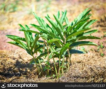 planting galangal tree in the agriculture garden