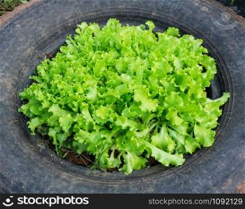 Planting lettuce salad plant in tire