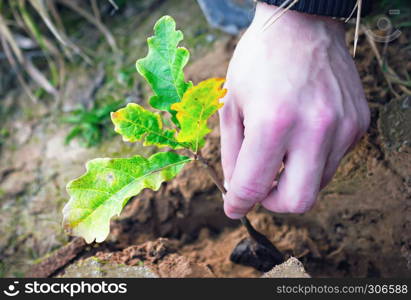 Planting oak seedling into the ground closeup. Unrecognizable human hand.. Planting Oak Seedling