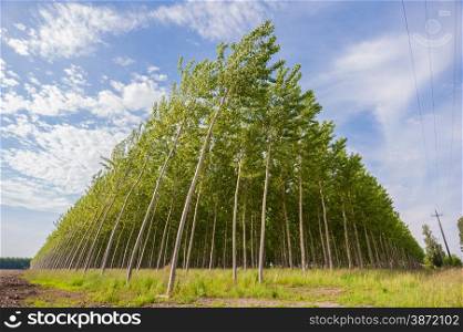 Planting of poplars for the production of cellulose