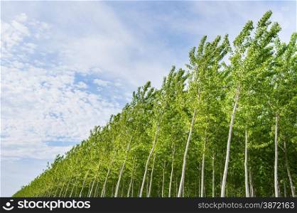 Planting of poplars for the production of cellulose