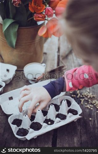 planting peas in the garden. watering can, soil and peas on a wooden background. spring and gardening