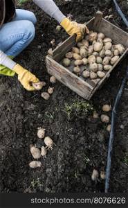 Planting potatoes in small bio garden.