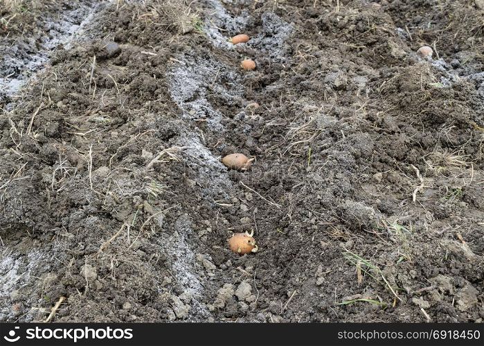 Planting potatoes in the garden. Potatoes in the furrow.. Planting potatoes in the garden