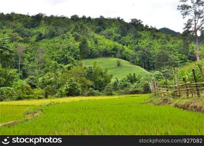 planting rice field on rainy season Asian agriculture
