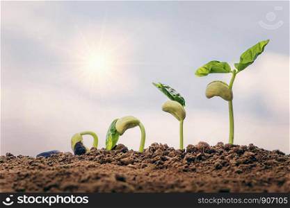 planting seed grow step concept in garden and blue sky with sun background. agriculture idea