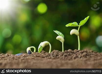 planting seed grow step concept in garden and sunlight. agriculture idea
