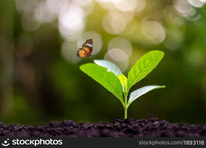 Planting seedlings young plant in the morning light on nature background