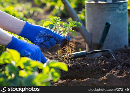 planting strawberries in the garden - hands holding a seedling, watering can and shovel in the background