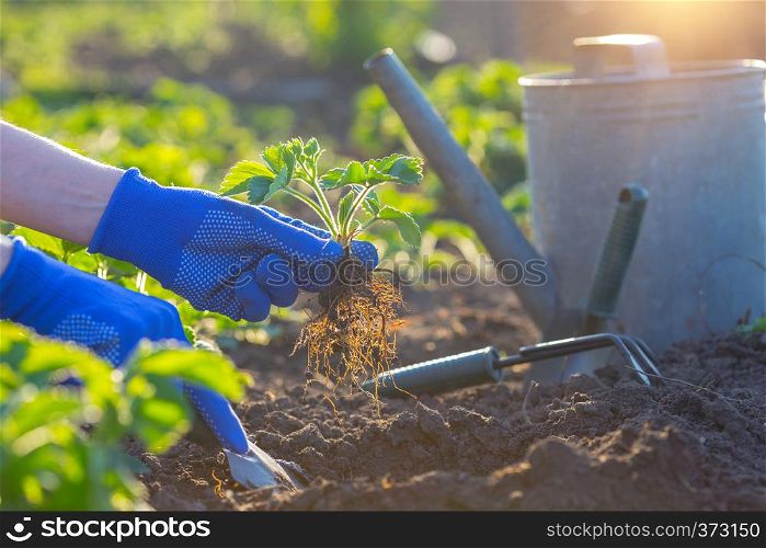 planting strawberries in the garden - hands holding a seedling, watering can and shovel in the background