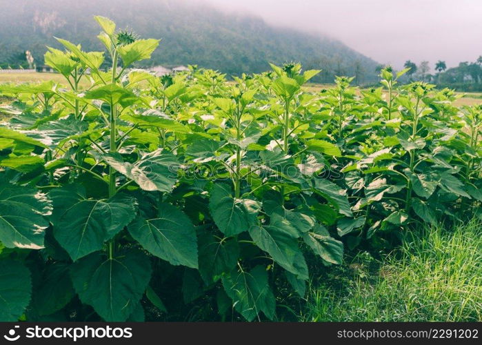 planting sunflower plant tree on the sunflower field in the garden natural background, Sunflower bud