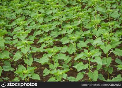 planting sunflower plant tree on the sunflower field in the garden natural background, Sunflower bud