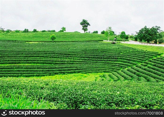 Planting tea with green nature in the rainy season.