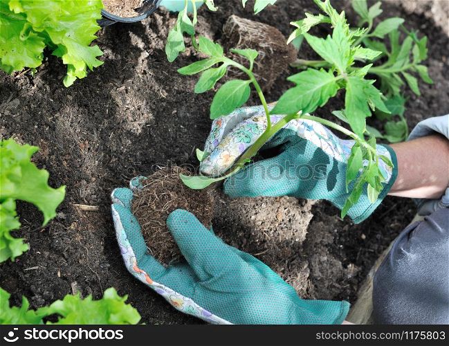 planting tomato in a garden by a woman wearing gardening gloves