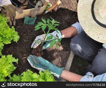 planting tomato in a garden by a woman wearing hat and gloves