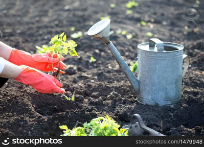 Planting tomato seedlings in the garden - hands holding a seedling, watering can and shovel in the background