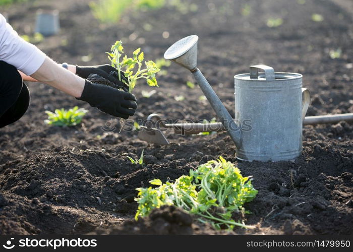 Planting tomato seedlings in the garden - hands holding a seedling, watering can and shovel in the background