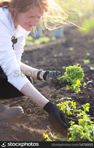Planting tomato seedlings in the garden - hands holding a seedling, watering can and shovel in the background