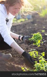 Planting tomato seedlings in the garden - hands holding a seedling, watering can and shovel in the background