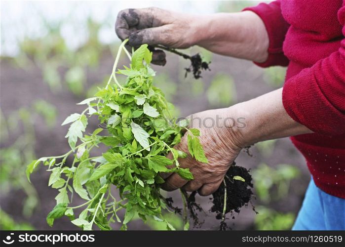 Planting tomato seedlings. Planting seedlings in the spring in the ground. Tomato seedlings are held by an elderly woman with dirty hands.
