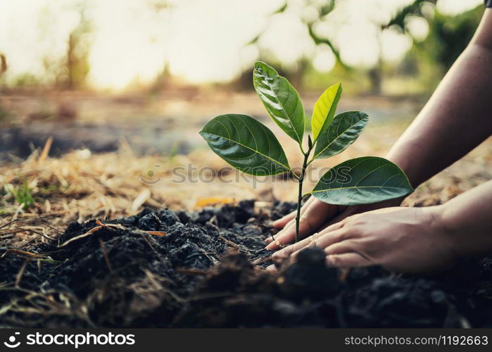 planting tree in garden. concept save world green earth