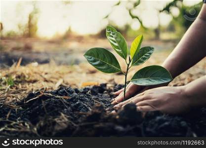 planting tree in garden. concept save world green earth