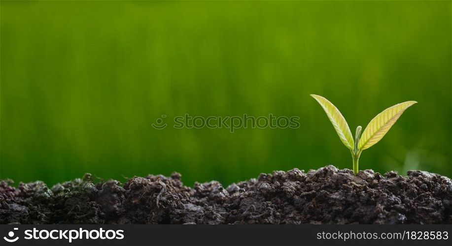Planting trees to grow in the soil on greenery background