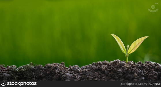 Planting trees to grow in the soil on greenery background