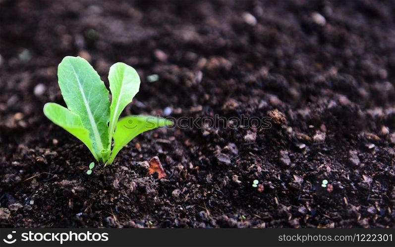 planting vegetables lettuce leaf on soil in the garden / green young plant growing gardening plantation agriculture concept