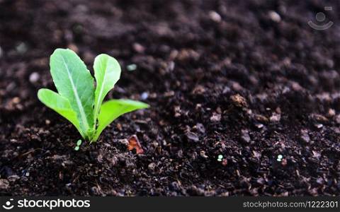 planting vegetables lettuce leaf on soil in the garden / green young plant growing gardening plantation agriculture concept