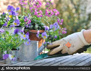 planting violas in decorative pots on a garden table