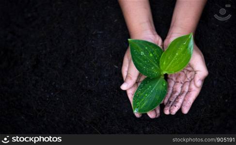 Planting young tree by kid hand on back soil as care and save wold concept