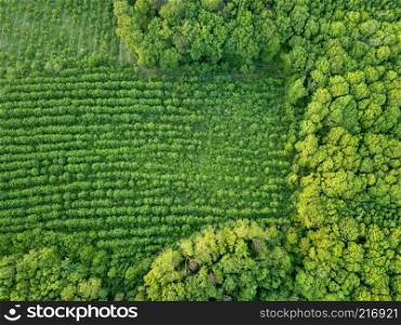 Planting young trees. The forest is a natural ecosystem. Concept of forest conservation. Drone photograph?. Forest and plantations of young trees. Concept of forest conservation. Drone photograph?
