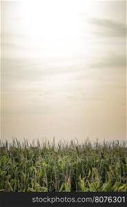 Plantings of corn and sunny sky background