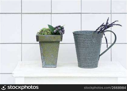Plants