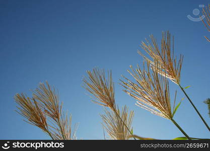 plants against sky