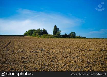 Plants and soil in a field