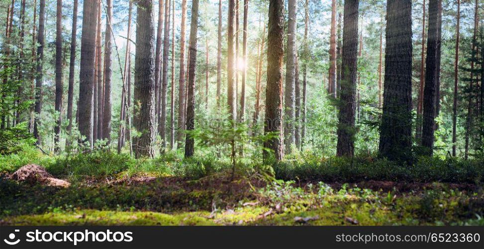 Plants and trees background. Plants and trees background. Summer forest jungle. Plants and trees background