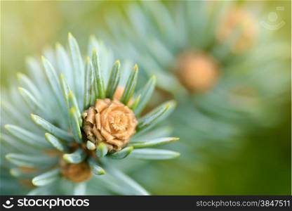 Plants and trees: fresh pine tree sprout, needles and small cones, in a sunlight, close-up shot, natural background