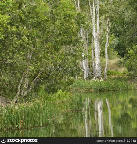Plants and trees growing by side of water in Australia.