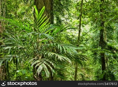 plants and trees in the beautiful world heritage rain forest