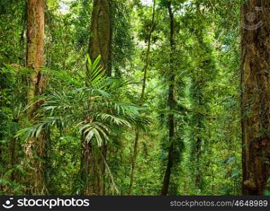 plants and trees in the beautiful world heritage rain forest