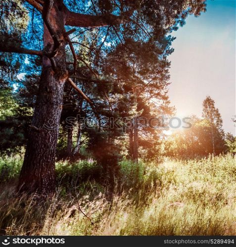 Plants and trees. Plants and trees background. Summer forest jungle. Plants and trees