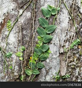 Plants and vines attached to tree bark in Daintree Rainforest, Australia.