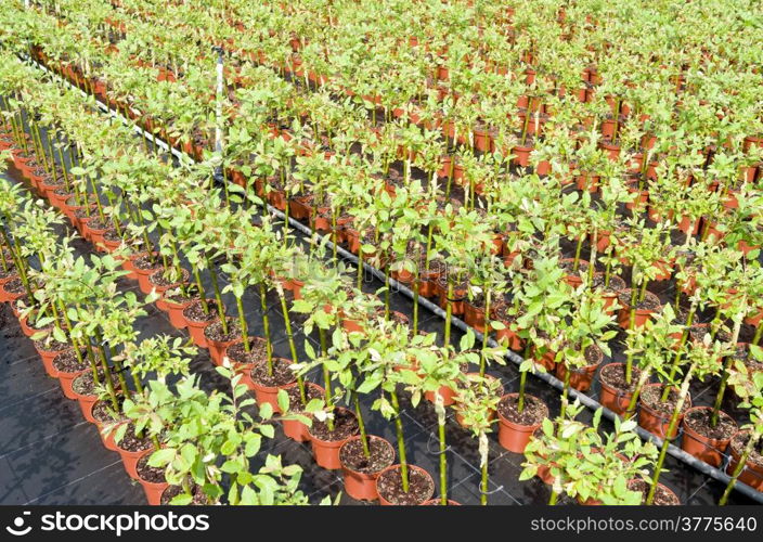 Plants at a nursery in Hazerswoude in The Netherlands.