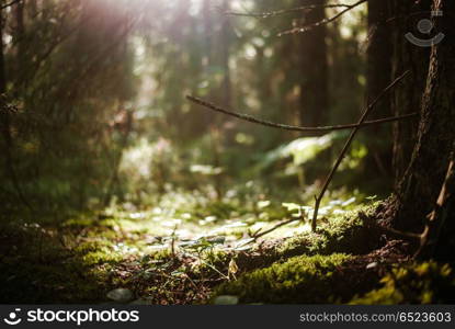 Plants clear bokeh. Plants clear bokeh and sun rays background. Plants clear bokeh