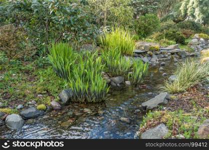 Plants grow in Spring beside a babbling brook in Seatac, Washington.