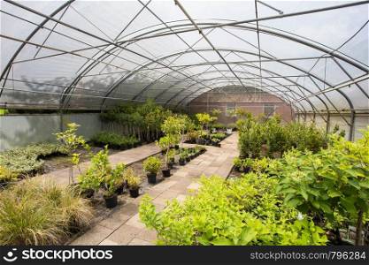 plants growing in greenhouse on a sunny day. Sustainable agriculture concept. various plants. plants growing in greenhouse on a sunny day. Sustainable agriculture concept.