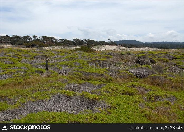 Plants growing in the dunes, Pacific Grove, California