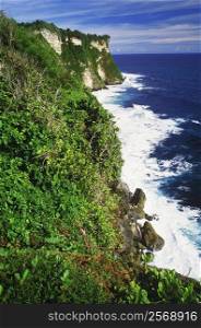 Plants growing on a cliff along the sea, Bali, Indonesia